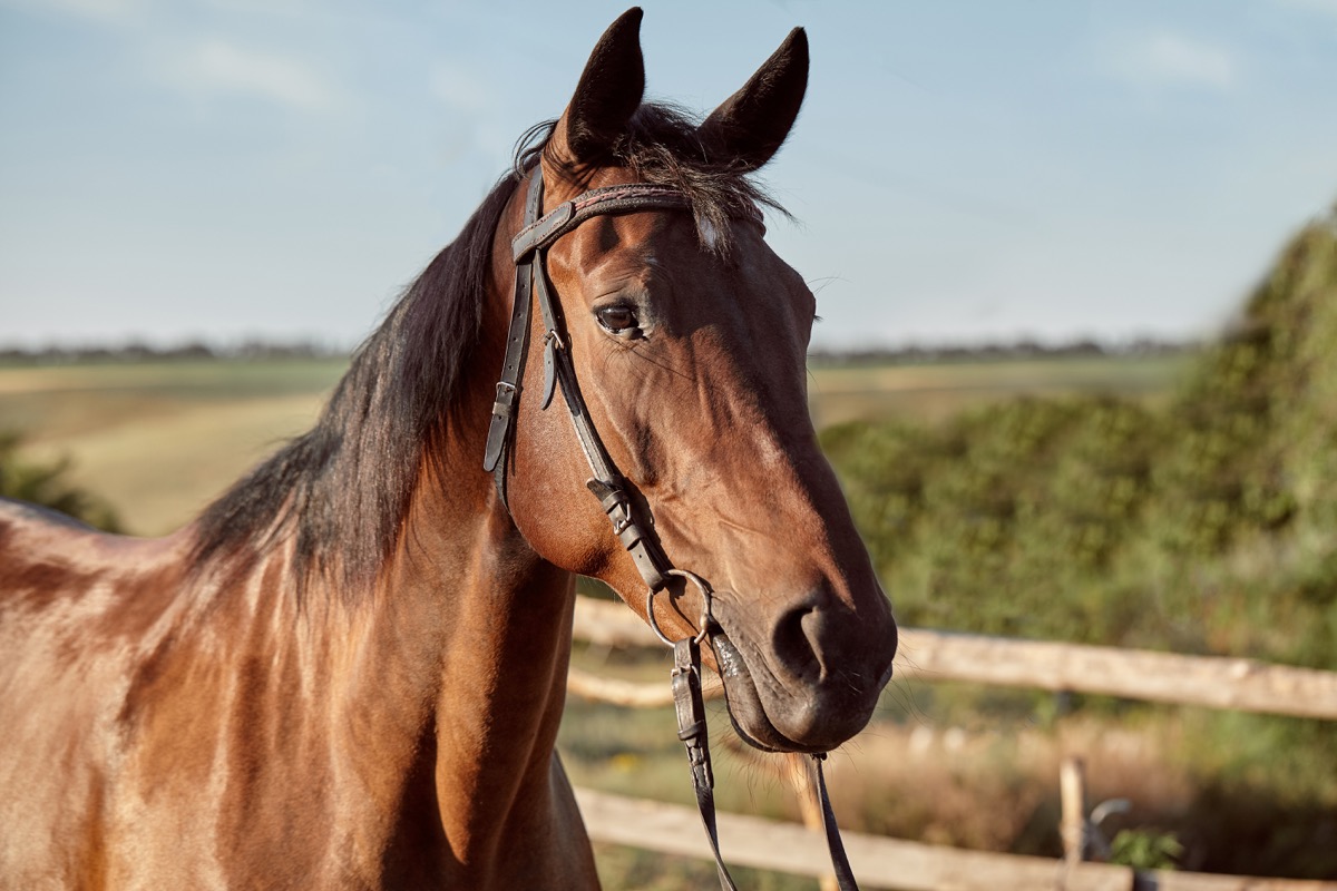 Brown horse - Helionova animal welfare