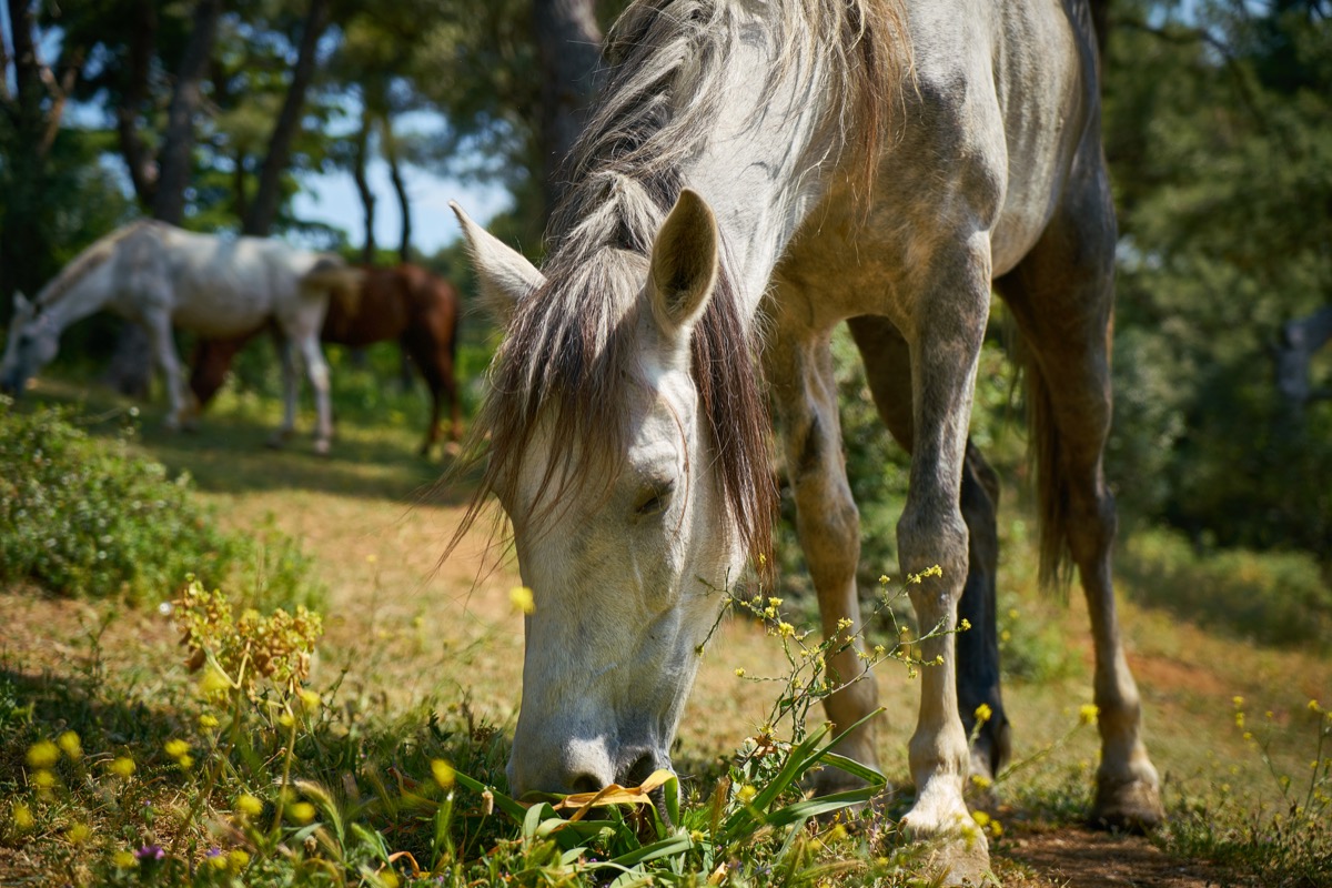 Compléments alimentaires chevaux - Guide complet