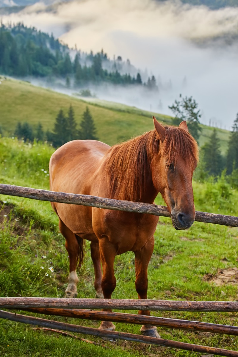 Cheval pâturant dans les montagnes - Blog nutrition équine