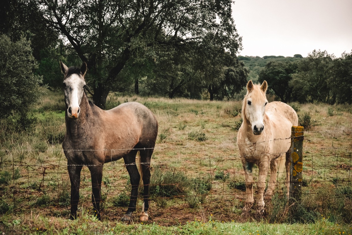 Deux chevaux derrière une clôture - Compléments alimentaires naturels pour chevaux