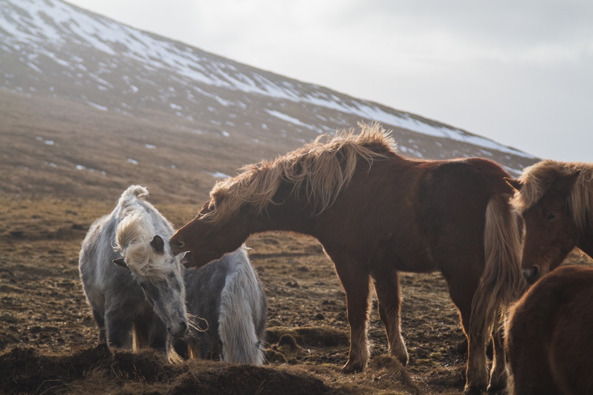 Chevaux heureux dans un pré