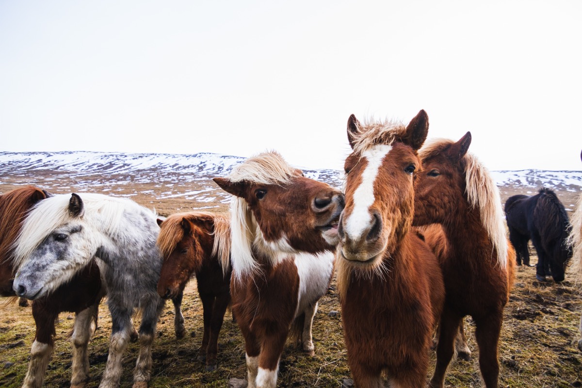 Chevaux âgés - Soins naturels