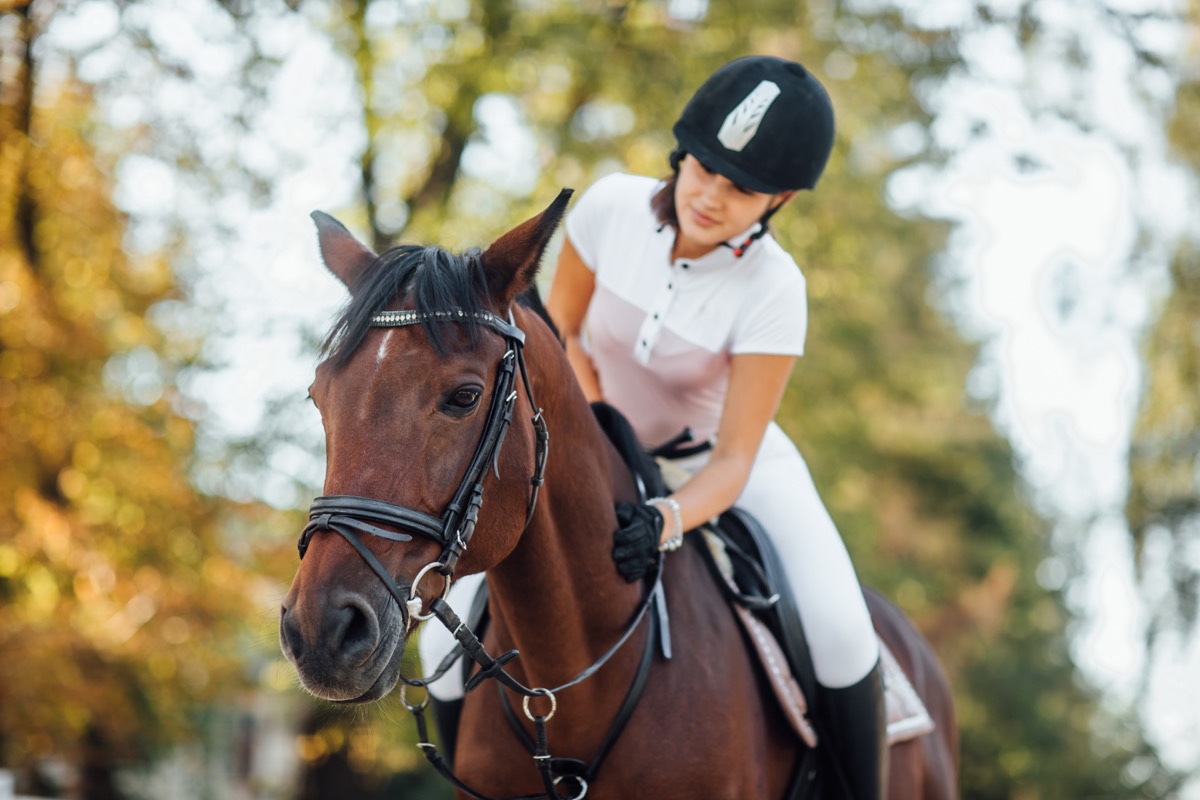 Chevaux sportifs - Performance et chanvre