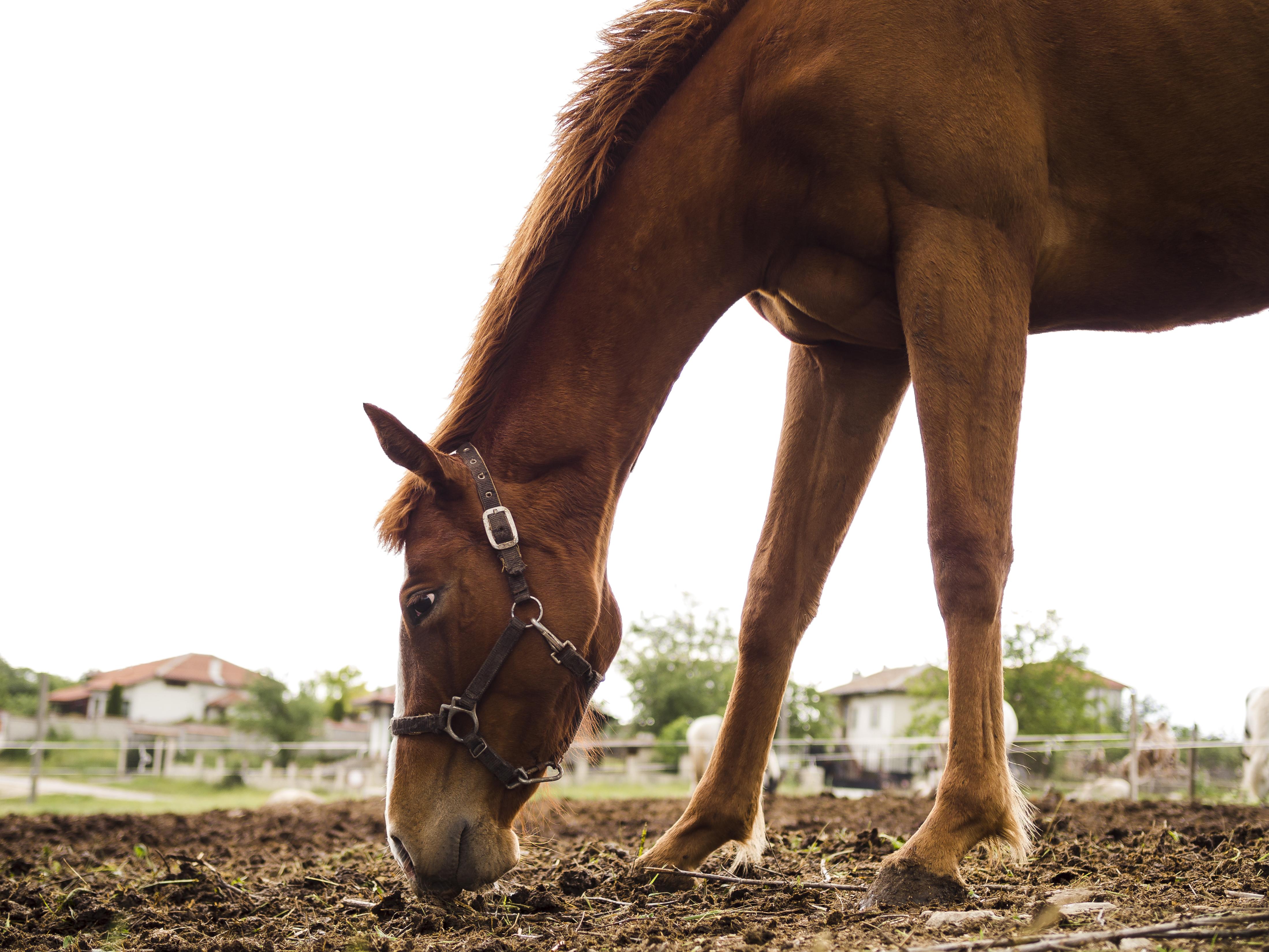 Cheval en bonne santé mangeant au sol - nutrition équine équilibrée avec compléments alimentaires